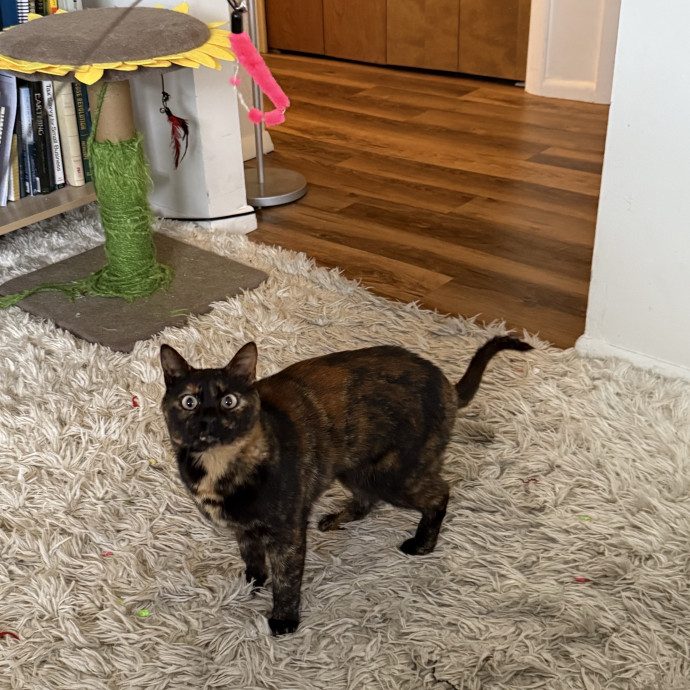 Cam's Cat Sitting photo 3