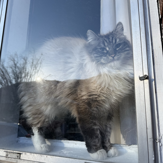Cam's Cat Sitting photo 2