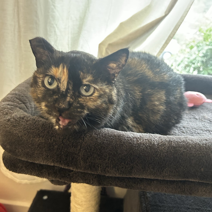 Claire's Cat Care