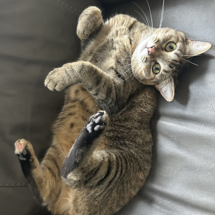 Claire's Cat Care