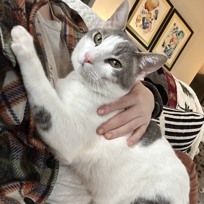 Claire's Cat Care