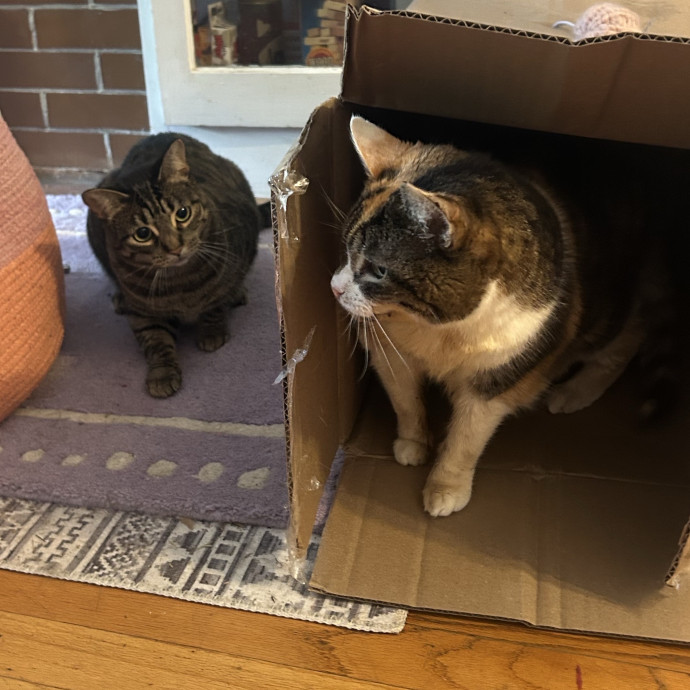Claire's Cat Care
