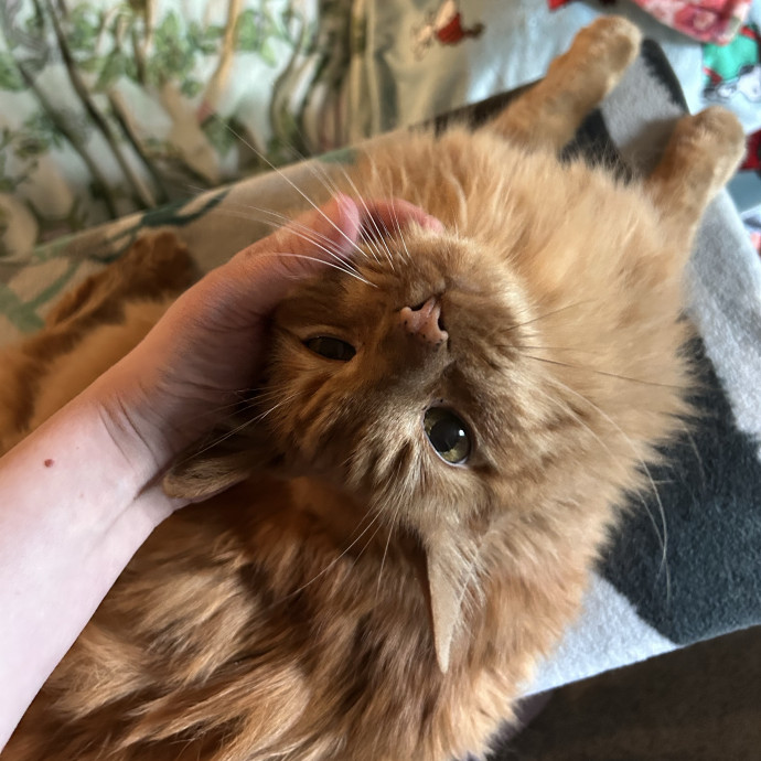 Claire's Cat Care photo 3