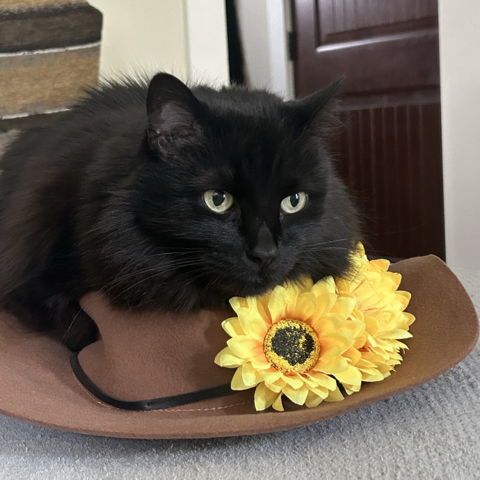 Claire's Cat Care photo 2