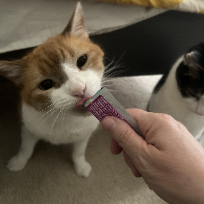 Shemia The Cat Sitter Salt Lake City