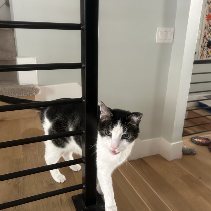 Shemia The Cat Sitter Salt Lake City