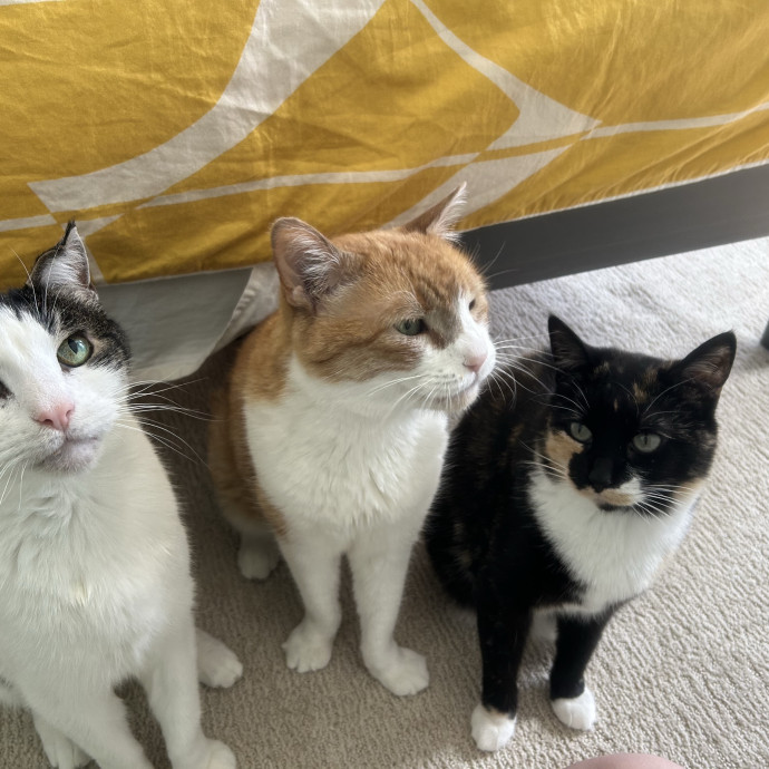 Shemia The Cat Sitter Salt Lake City photo 3
