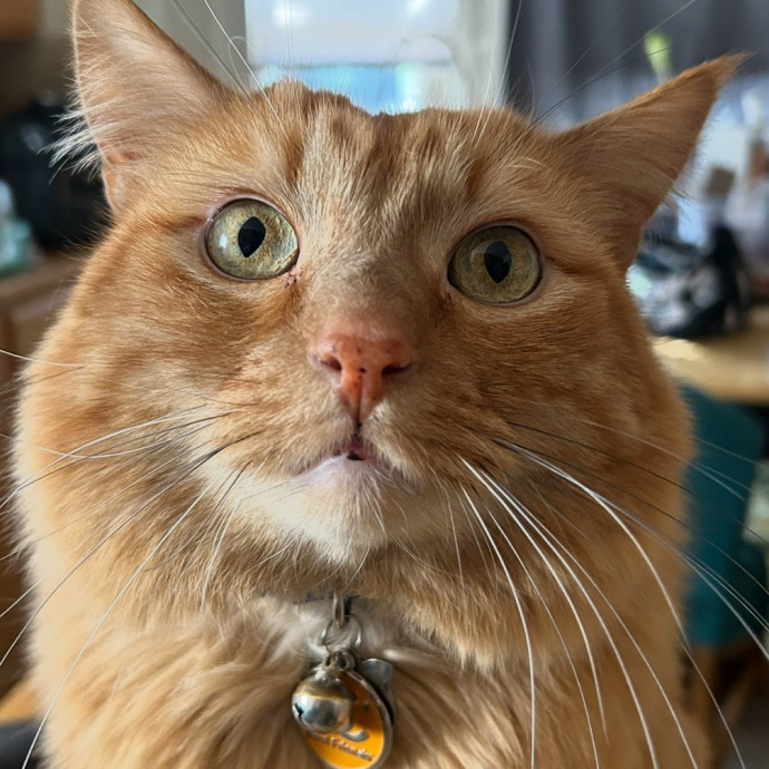 Shemia The Cat Sitter Salt Lake City photo 2