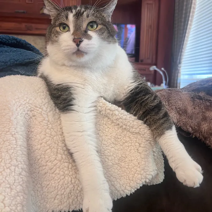 Purrs Play And Plenty Of Love