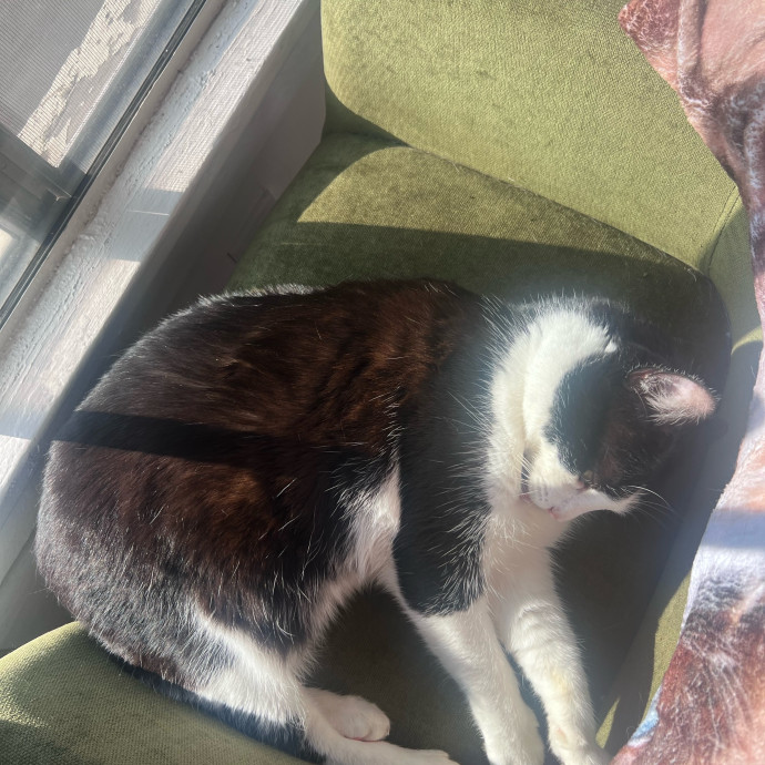 Purrs Play And Plenty Of Love