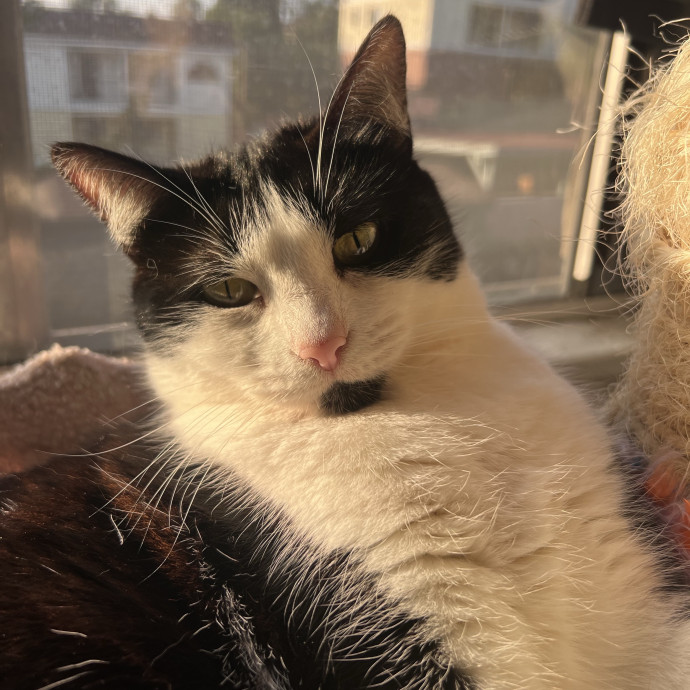 Purrs Play And Plenty Of Love