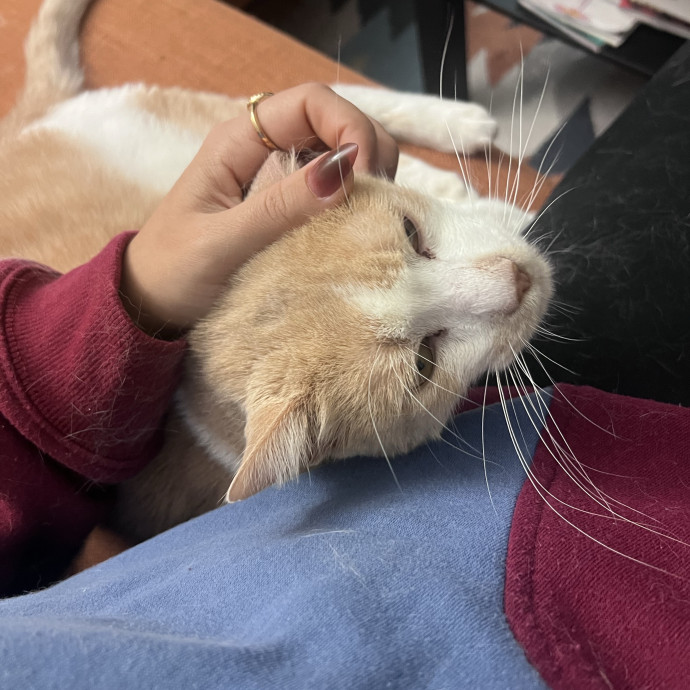 Purrs Play And Plenty Of Love photo 2