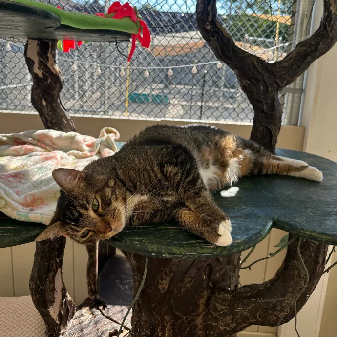 Calm Caring And Cat-Savvy Sitter