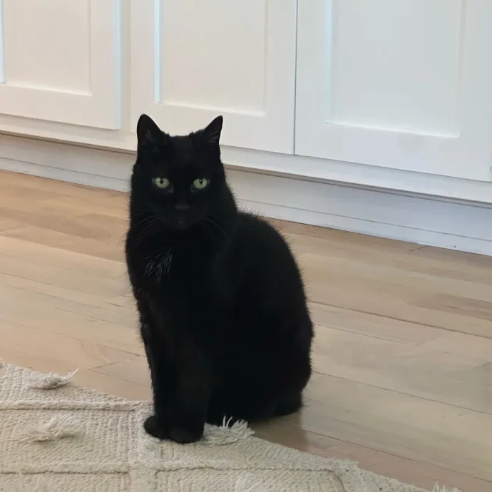 Calm Caring And Cat-Savvy Sitter