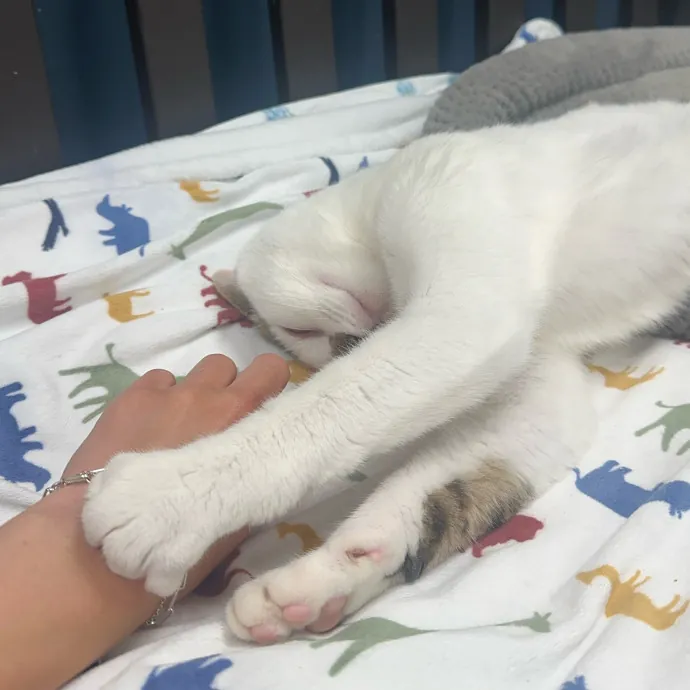 Calm Caring And Cat-Savvy Sitter