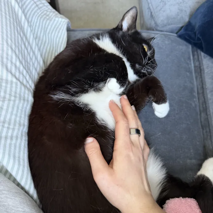 Calm Caring And Cat-Savvy Sitter photo 2