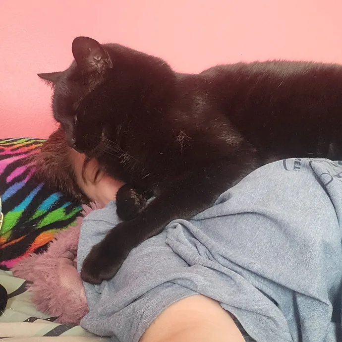 Kitties Are The Best