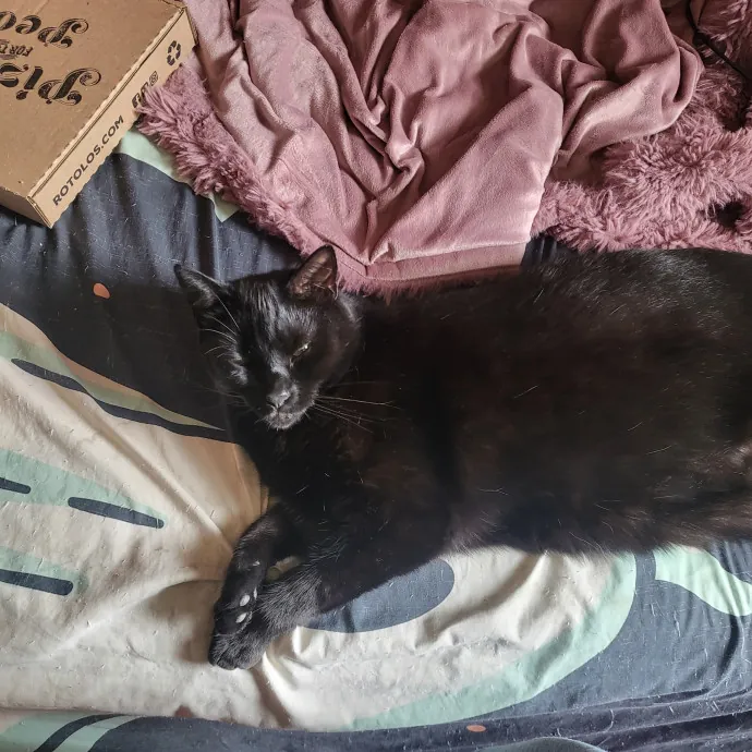 Kitties Are The Best
