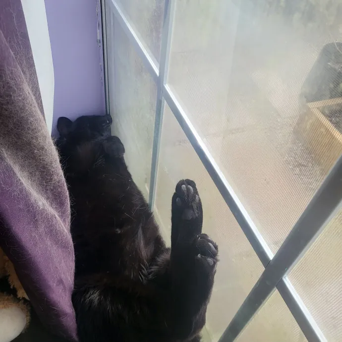 Kitties Are The Best