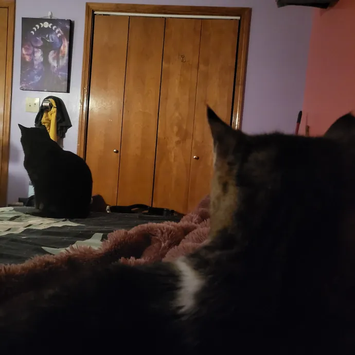 Kitties Are The Best