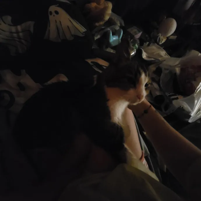 Kitties Are The Best