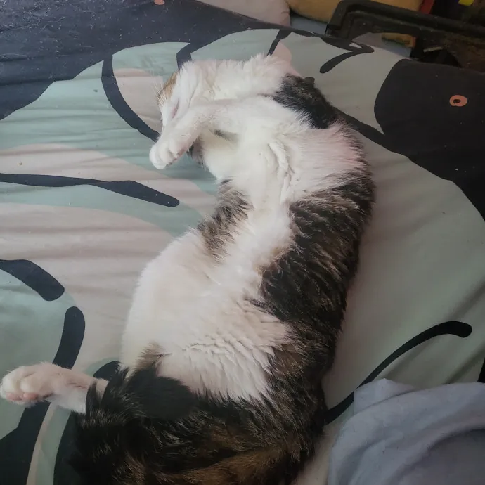 Kitties Are The Best photo 4