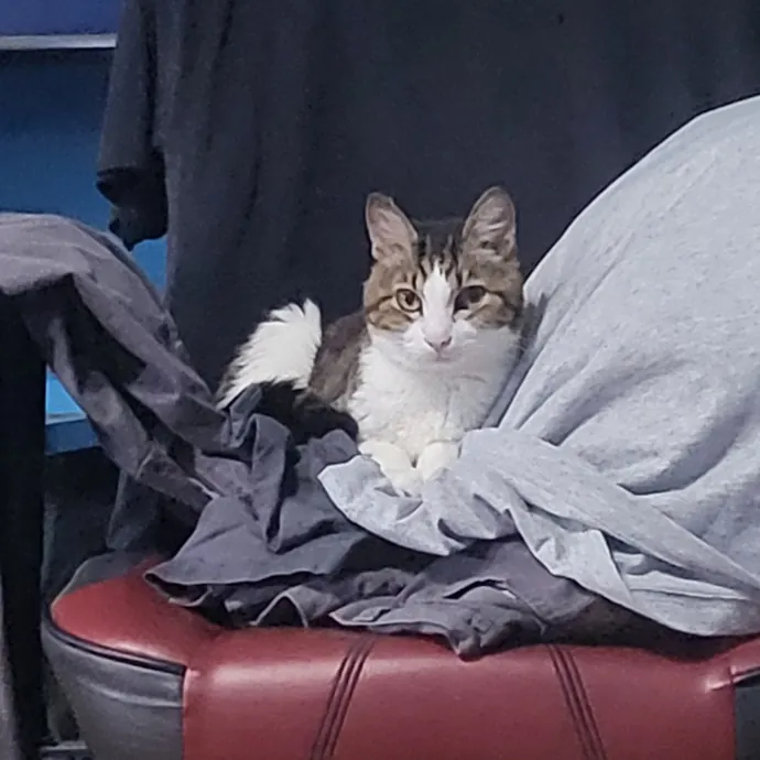 Kitties Are The Best photo 3