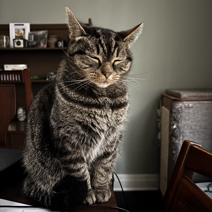 Big Heart For All Cats photo 3