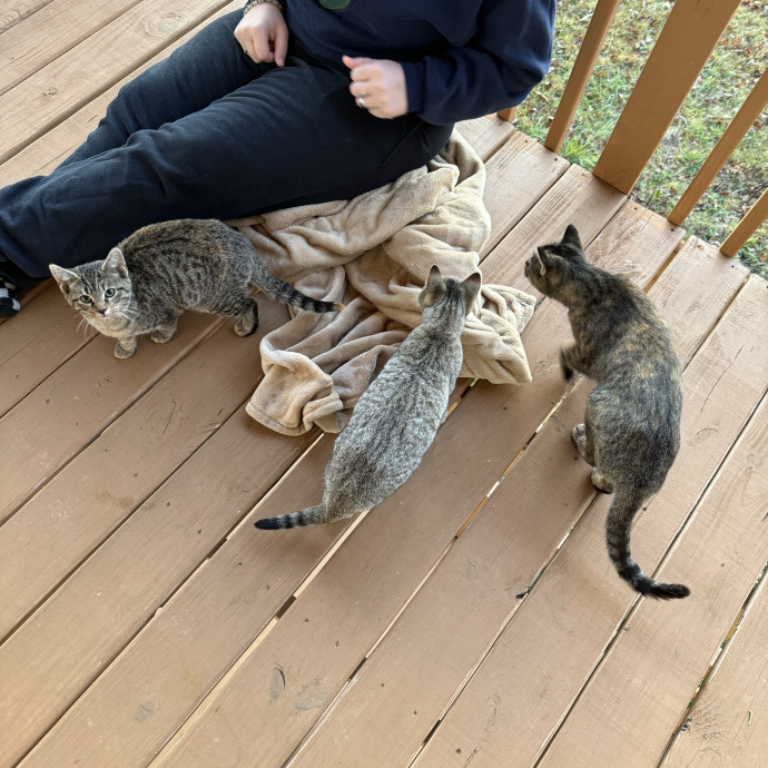 Big Heart For All Cats photo 2