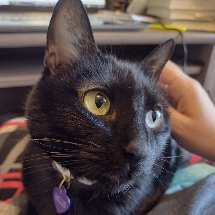 Lindsey's Kitty Care