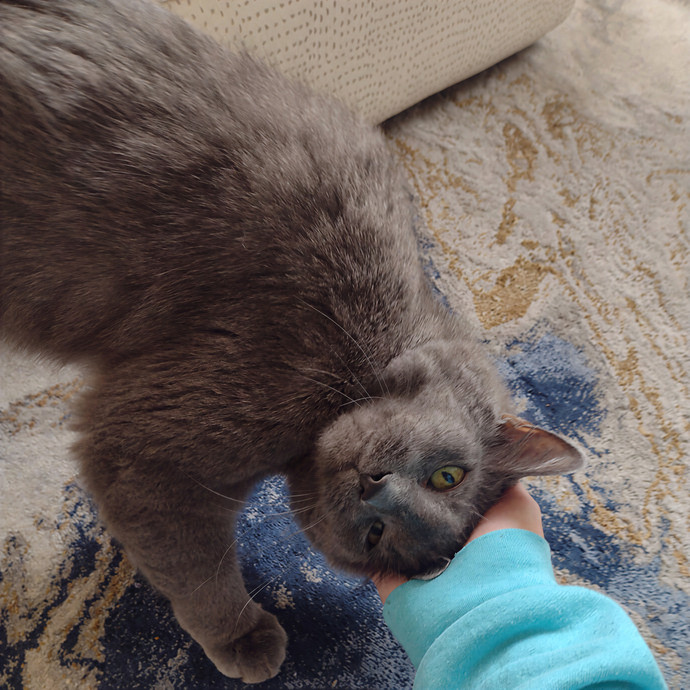 Lindsey's Kitty Care