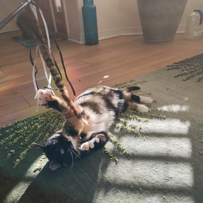 Lindsey's Kitty Care