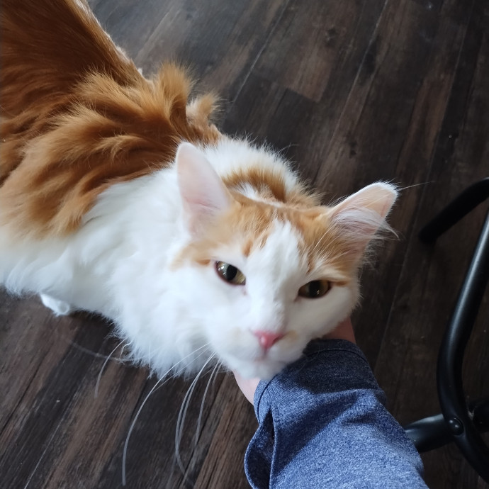 Lindsey's Kitty Care