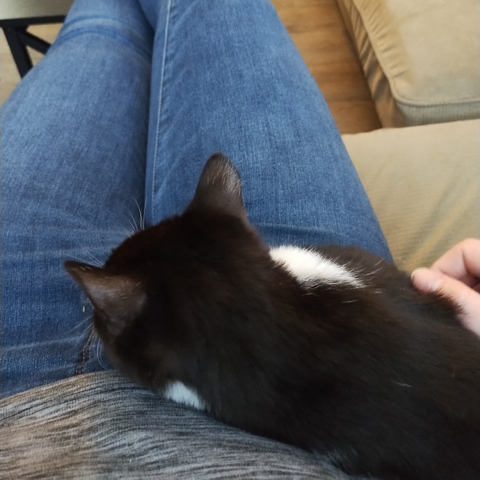 Lindsey's Kitty Care