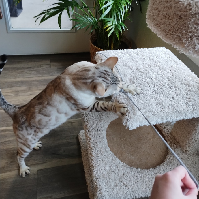 Lindsey's Kitty Care