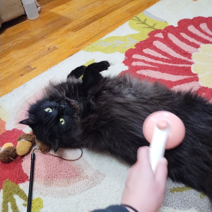 Lindsey's Kitty Care