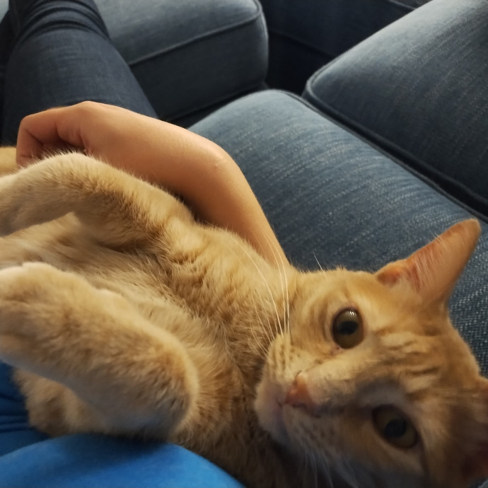 Lindsey's Kitty Care