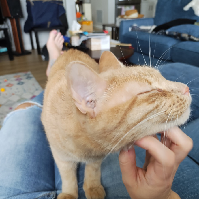 Lindsey's Kitty Care