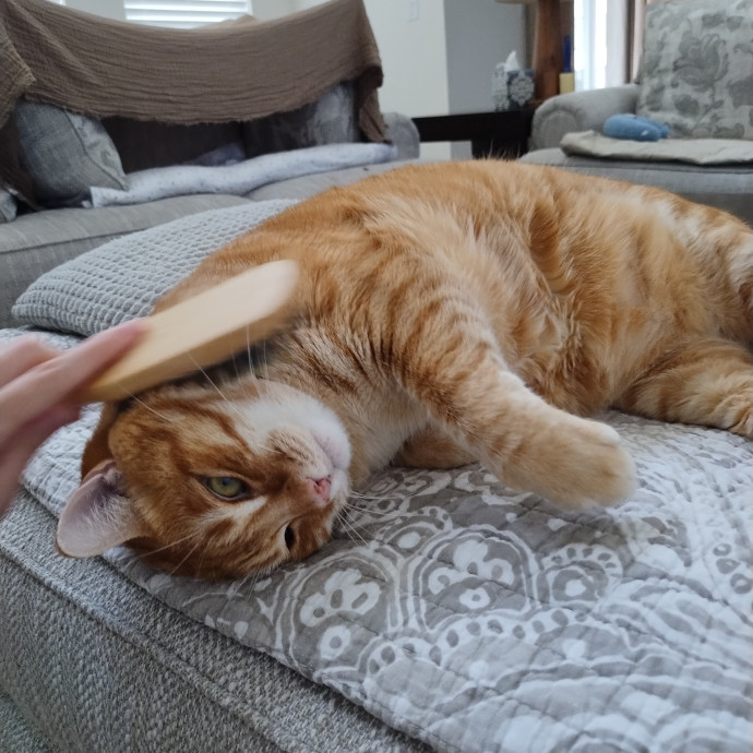 Lindsey's Kitty Care