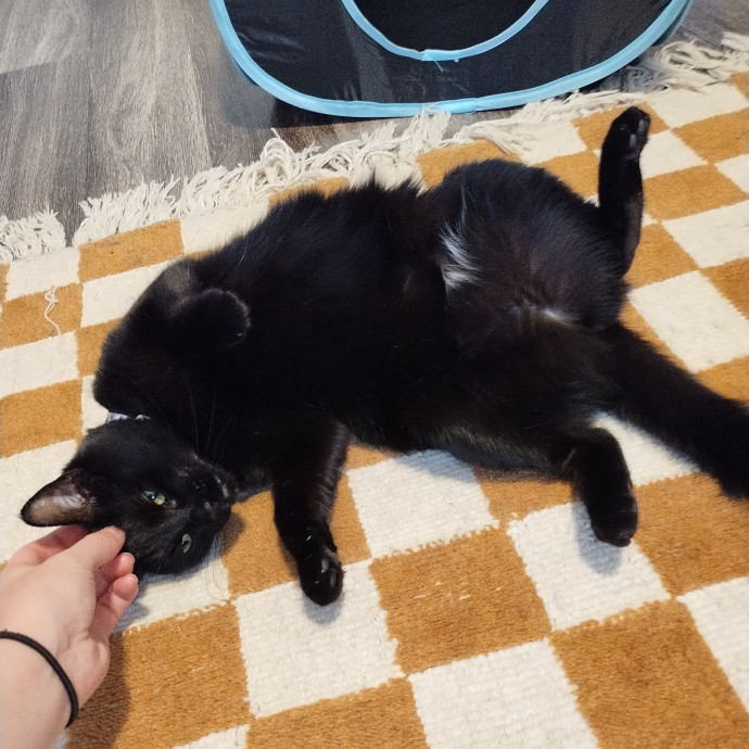 Lindsey's Kitty Care photo 3