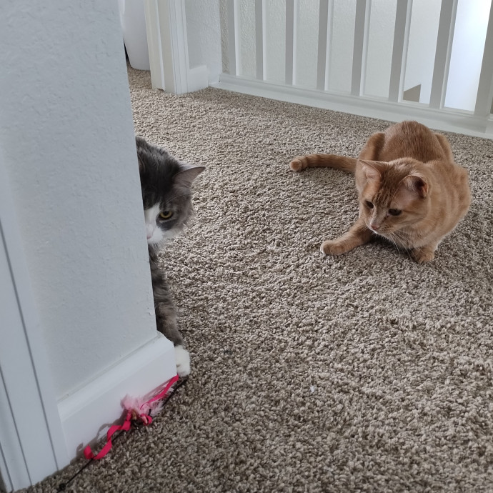 Lindsey's Kitty Care photo 2