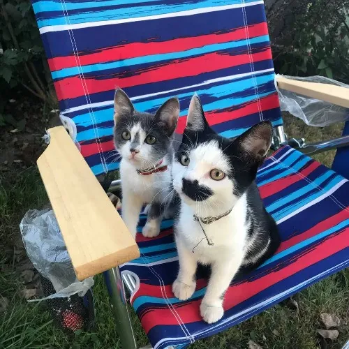 Paws And Playtime With Sofiya Ultimate Purr-Fect Care