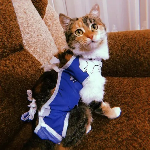 Paws And Playtime With Sofiya Ultimate Purr-Fect Care