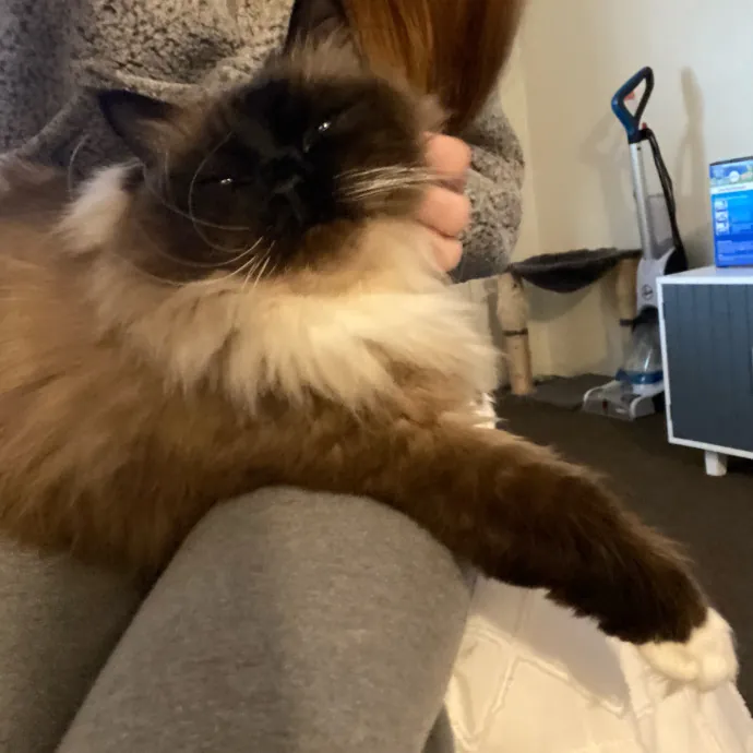 Paws And Playtime With Sofiya Ultimate Purr-Fect Care