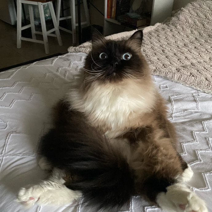 Paws And Playtime With Sofiya Ultimate Purr-Fect Care