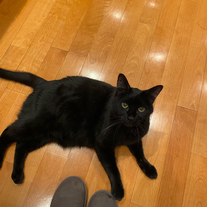 Paws And Playtime With Sofiya Ultimate Purr-Fect Care