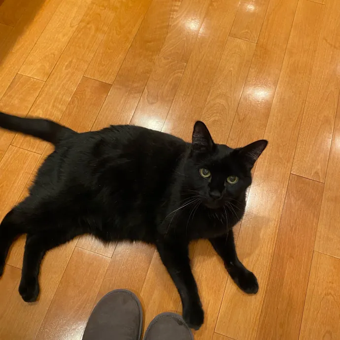 Paws And Playtime With Sofiya Ultimate Purr-Fect Care