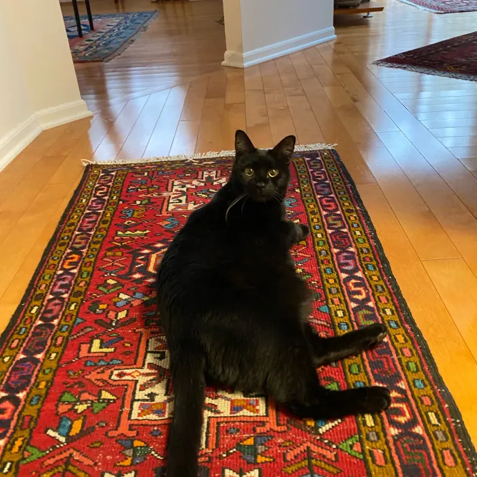 Paws And Playtime With Sofiya Ultimate Purr-Fect Care