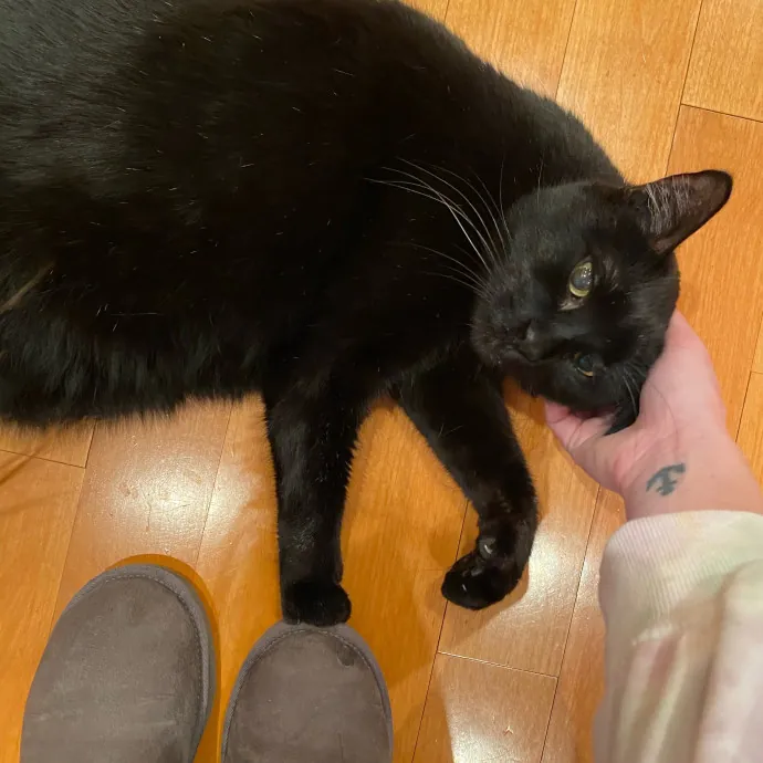 Paws And Playtime With Sofiya Ultimate Purr-Fect Care