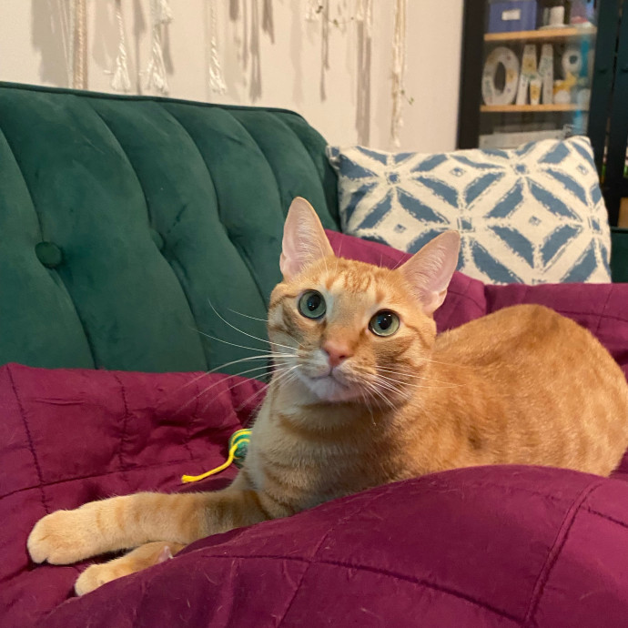 Paws And Playtime With Sofiya Ultimate Purr-Fect Care